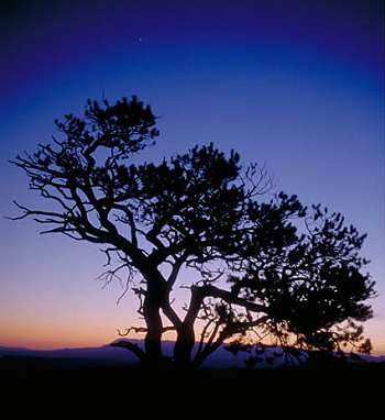 Photo of a tree in Zion National Park - Photo by Jonathan Long